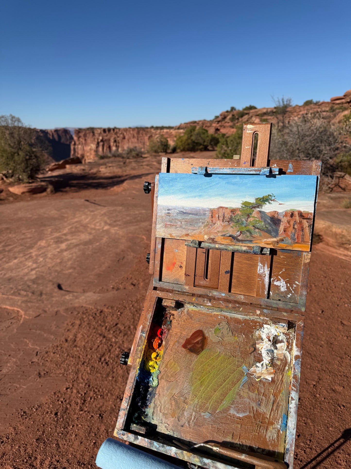 Canyonland piñon pine