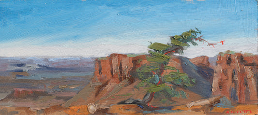 Canyonland piñon pine