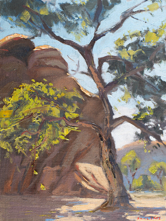 Cottonwood in the desert